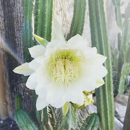 Villino Saraceno Rostain 4* Borgio Verezzi